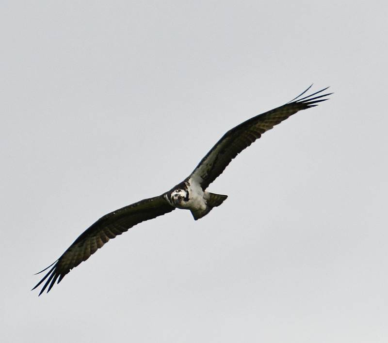 Osprey near Pemberton, BC
