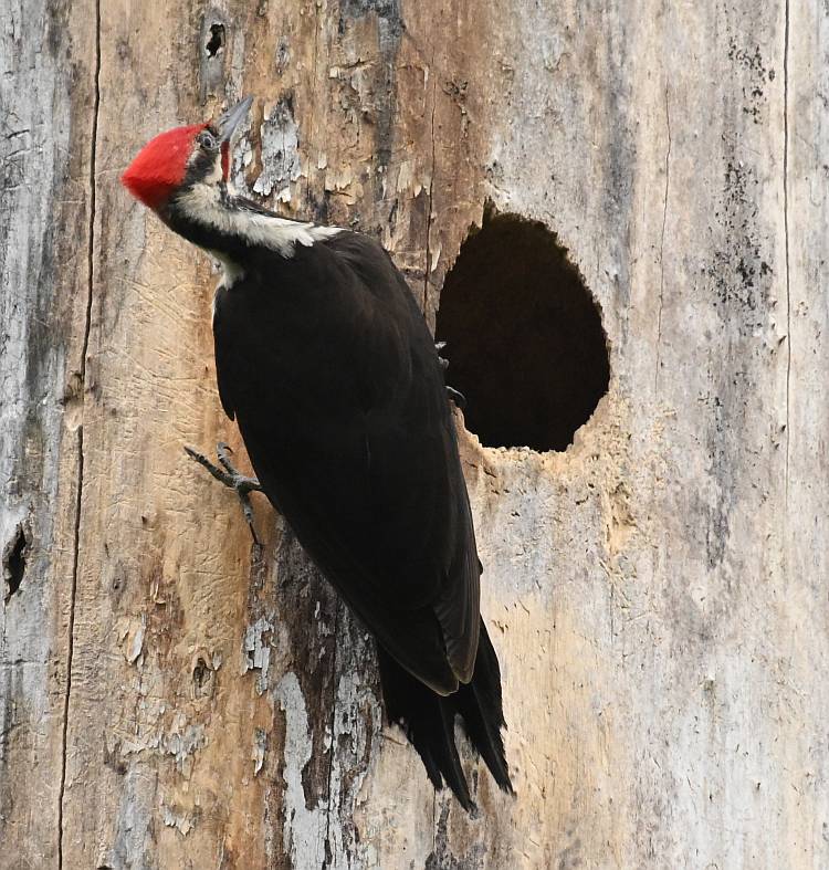 Pileated Woodpecker at nest cavity at Fraser Foreshore Park in Burnaby, BC
