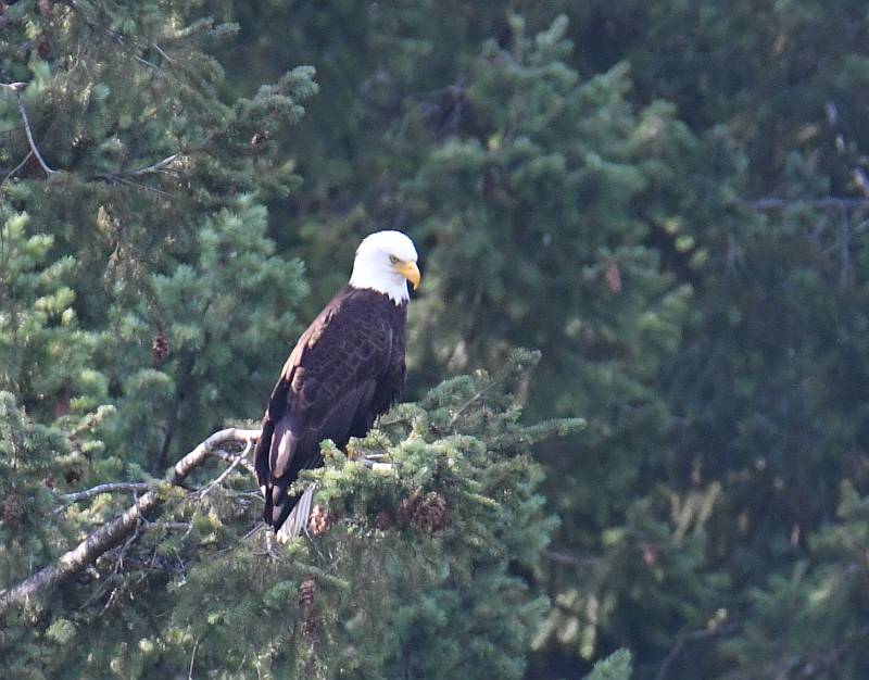 Bald Eagle patrol at One Mile Lake near Pemberton, BC