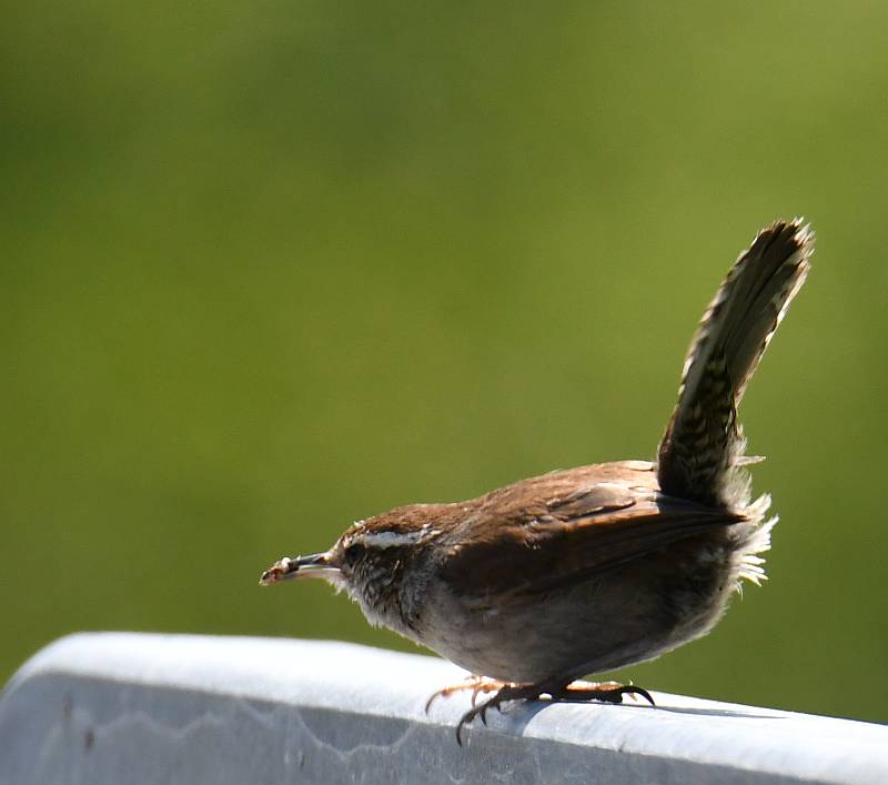 Bewick's Wren at Fraser Foreshore Park in Burnaby, BC