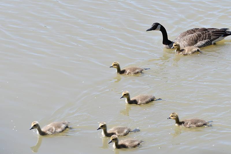 Canada Goose and goslings at Fraser Foreshore Park in Burnaby, BC
