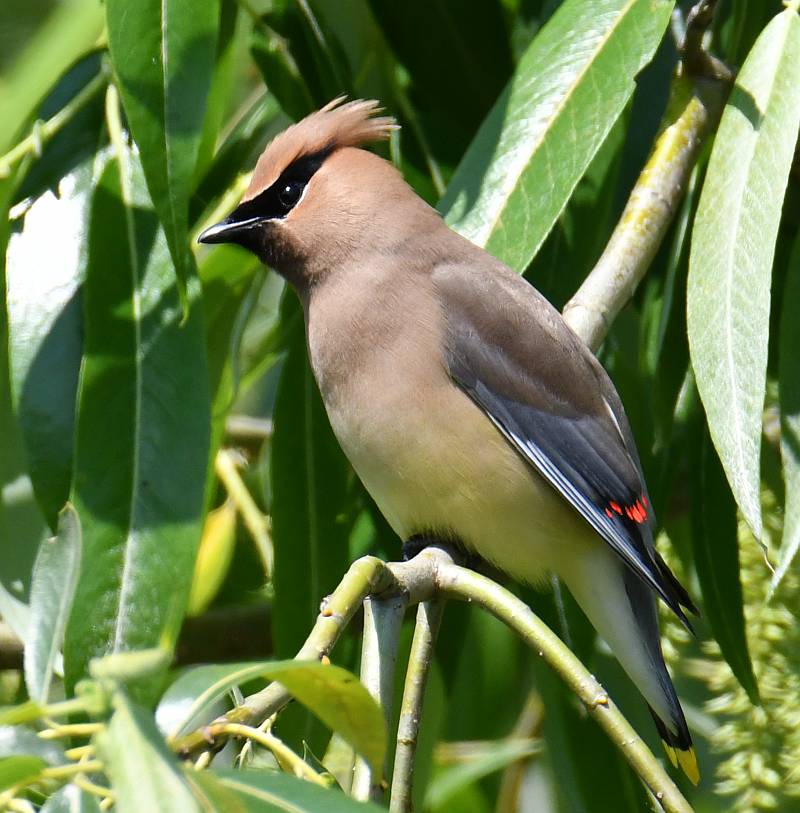 Cedar Waxwing at Fraser Foreshore Park in Burnaby, BC