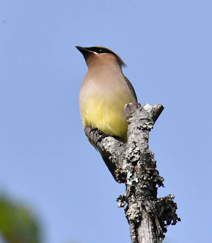 Cedar Waxwing, One Mile Lake, BC