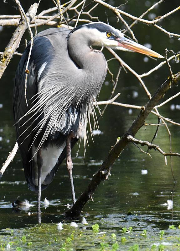 Great Blue Heron at Fraser Foreshore Park in Burnaby, BC