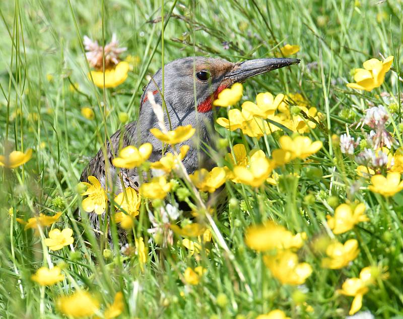 Northern Flicker smelling the flowers at Fraser Foreshore Park in Burnaby, BC