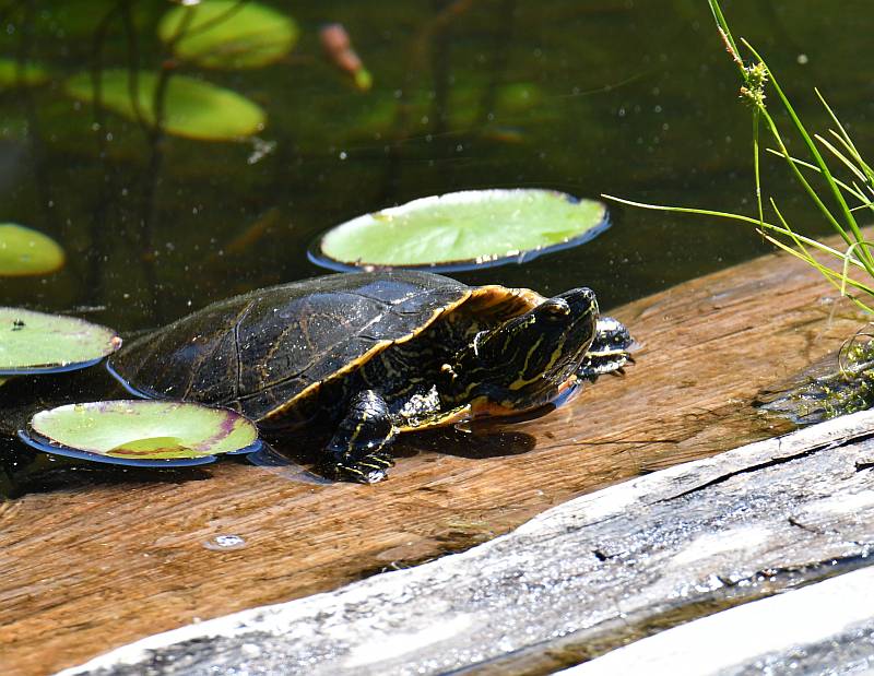 Western Painted Turtles on the Sunshine Coast, BC