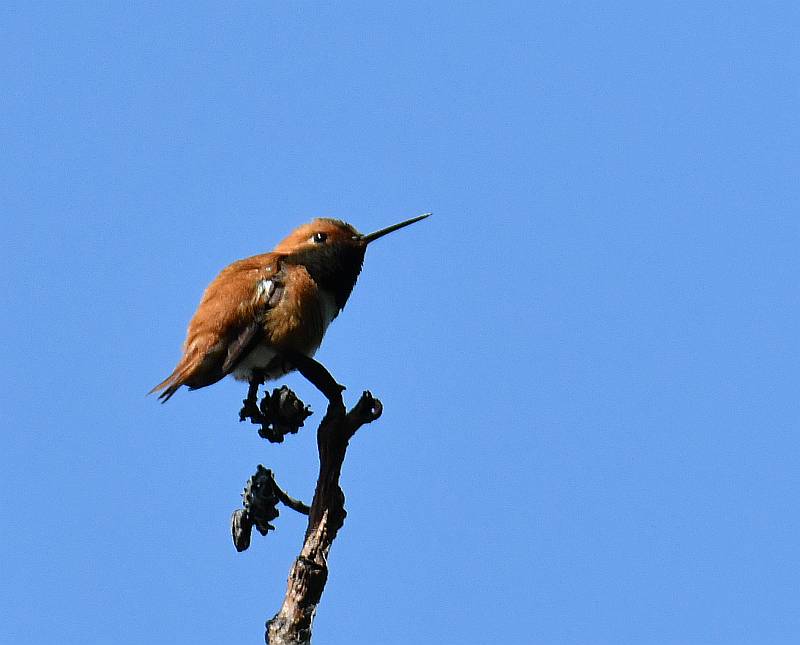 Rufous Hummingbird at Fraser Foreshore Park in Burnaby, BC