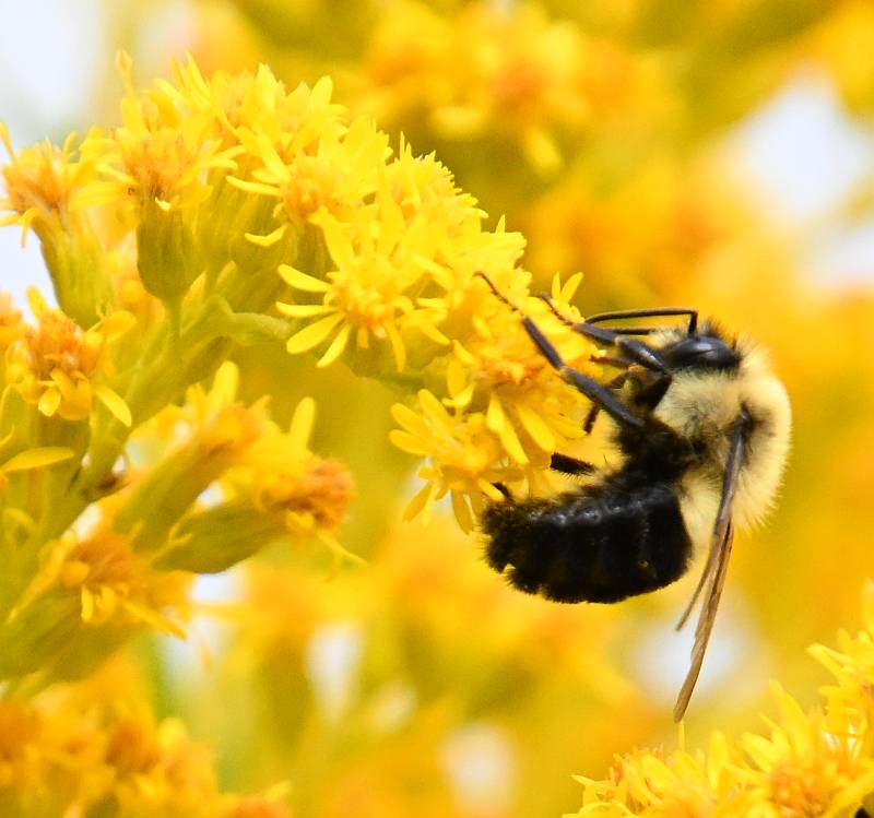 bee on flower stewart farm surrey bc