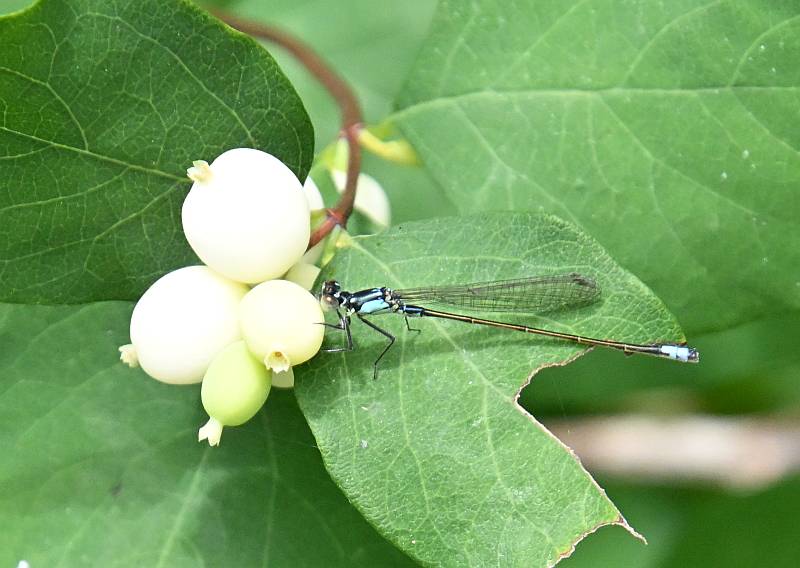 Damselfly at Stewart Farm in Surrey BC