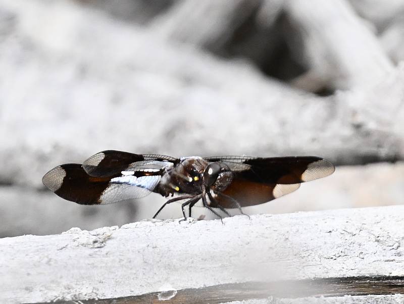 dragonfly at stewart farm in Surrey BC