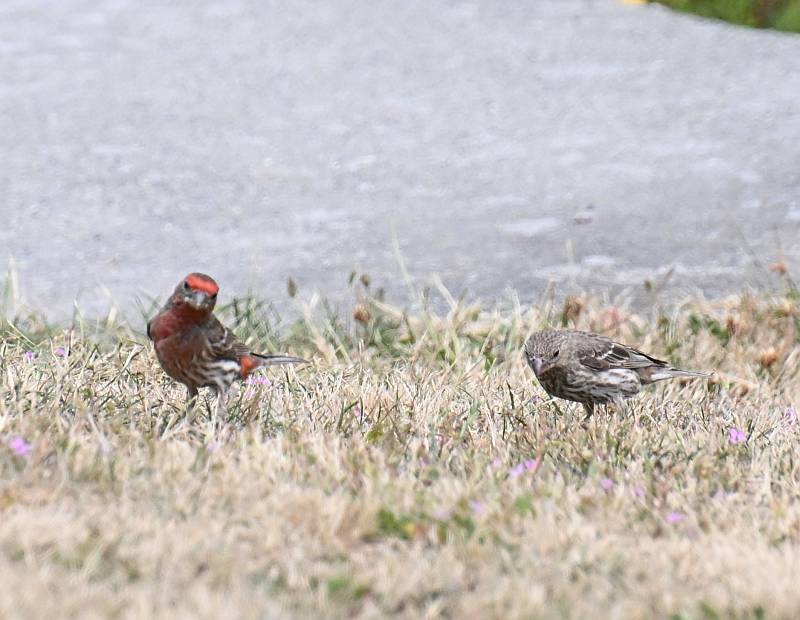Finch couple, Stewart Farm in Surrey BC