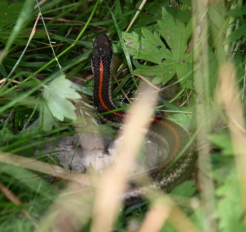 Garter snake Stewart Farm Surrey BC