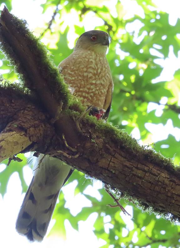 sharp-shinned hawk byrne creek burnaby bc