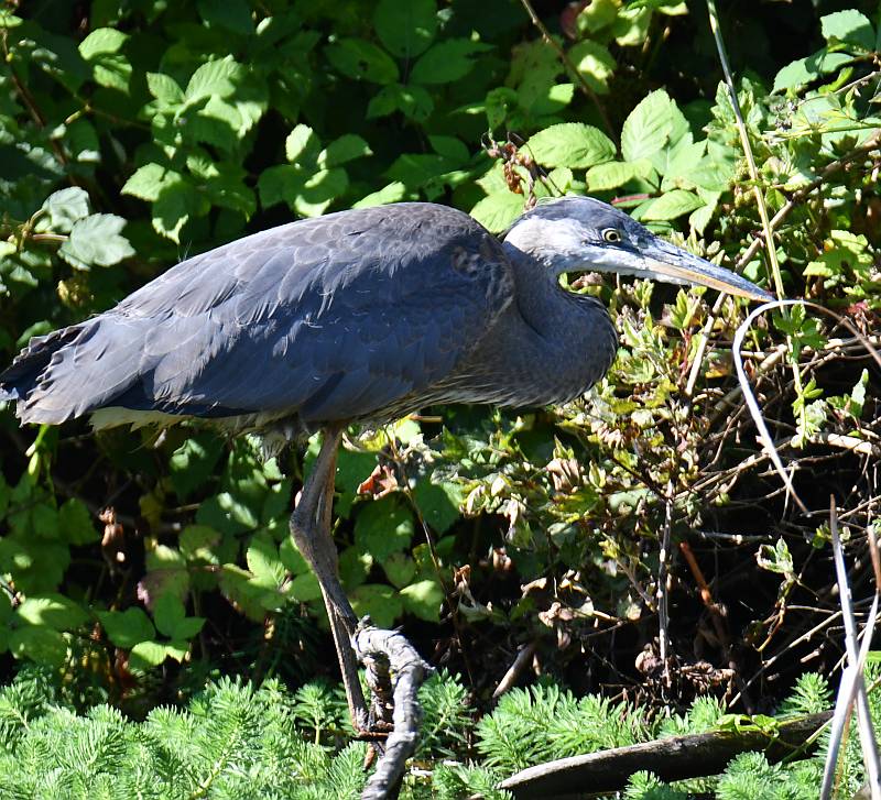 Great Blue Herons at Fraser Foreshore Park in Burnaby, BC
