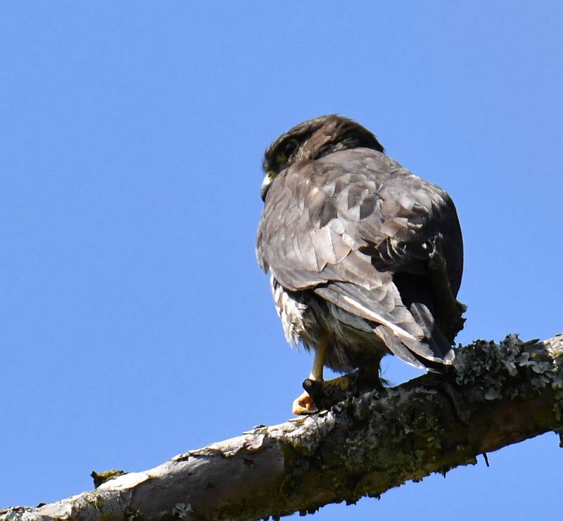 Merlin at Deer Lake in Burnaby, BC