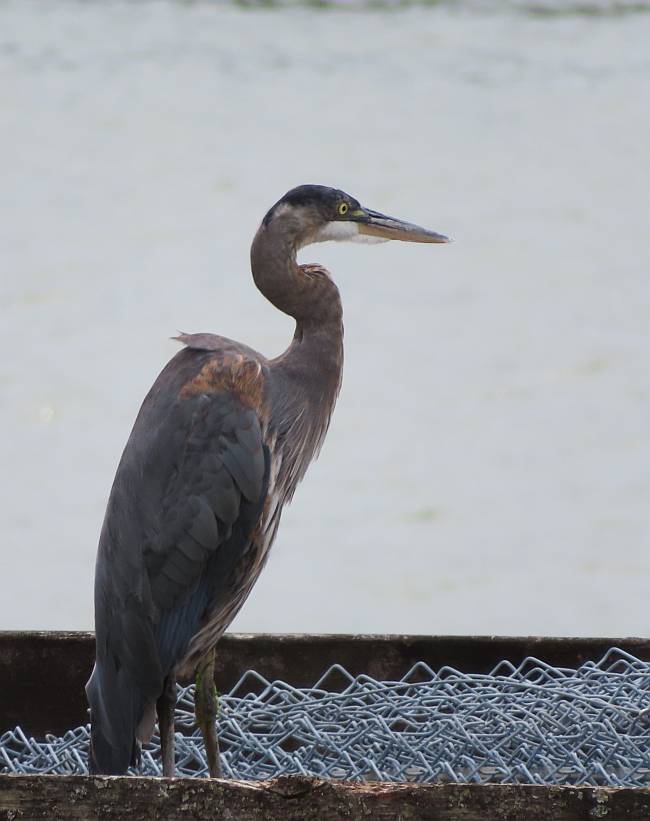 Great Blue Heron at Steveston, BC