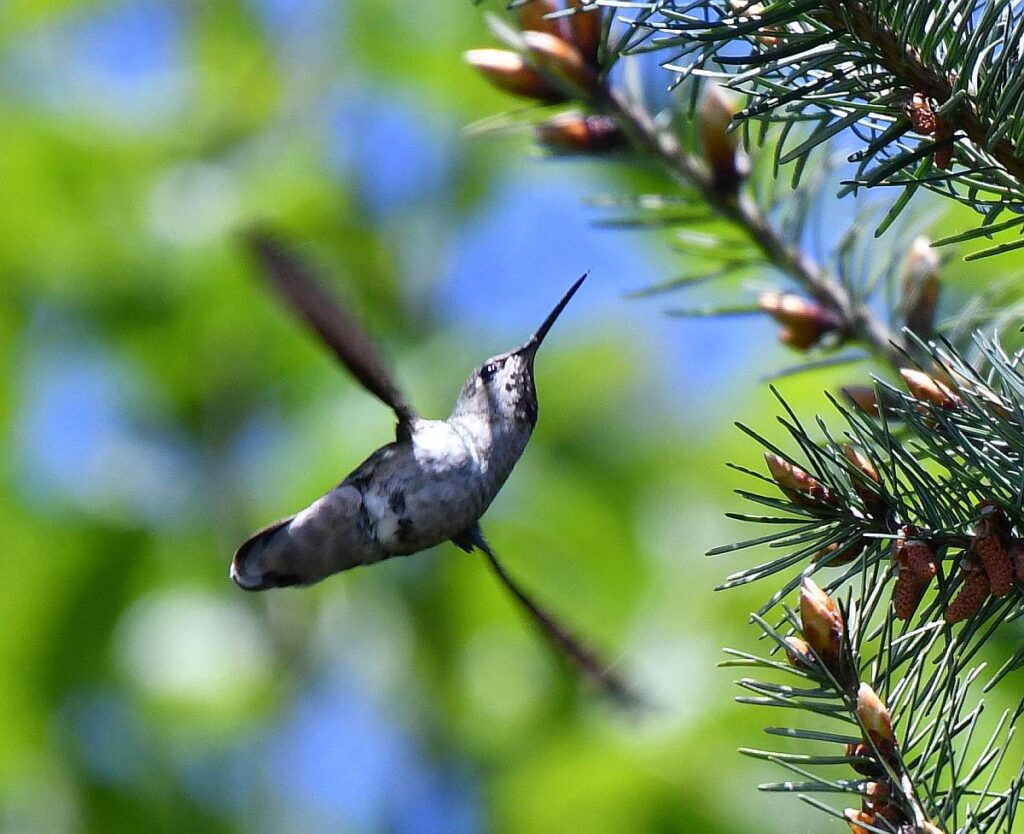 Anna’s Hummingbirds in Burnaby, BC | Paul Cipywnyk's Blog